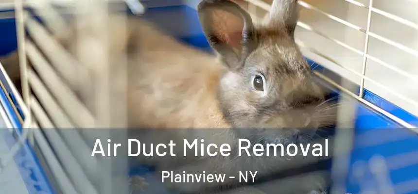  Air Duct Mice Removal Plainview - NY